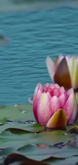 Serene pond with pink lotus flowers and vibrant greenery.