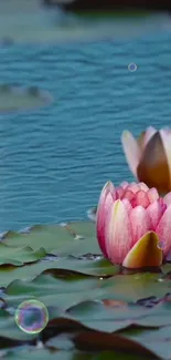 A serene pink lotus on a tranquil pond with bubbles and leaves.