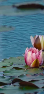 Serene lotus pond with blooming water lilies.