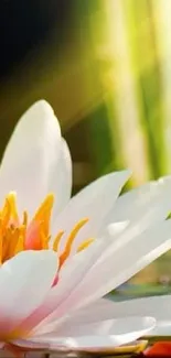 Lotus blooms under sunlight in a tranquil green pond.