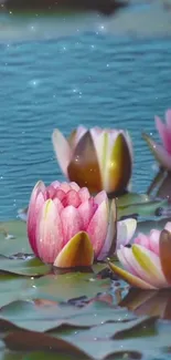 Pink lotus flowers floating on a calm blue pond.