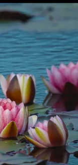 Serene lotus flowers floating on a tranquil blue pond with lily pads.