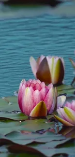 Serene lotus flowers floating on a peaceful pond.