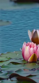 Serene pond with pink lotus flowers and tranquil water.