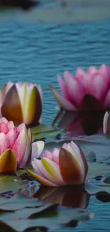 Lotus flowers floating in a serene blue pond.