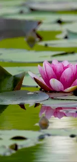 Serene lotus flower on tranquil pond with green lily pads.