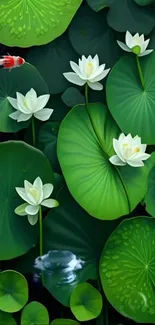 Beautiful lotus pond wallpaper with koi fish and lush green leaves.