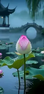 Lotus flower in a serene pond with misty background