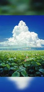 Vibrant wallpaper featuring lotus pond under blue sky and clouds.