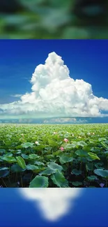 Lotus field with blue sky and fluffy white clouds wallpaper.