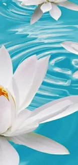 White lotus flowers on turquoise water.