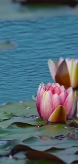 Pink lotus flowers in calm blue water background.