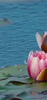 Serene pink lotus floating on blue water.