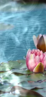 Beautiful lotus flowers on serene water, creating a peaceful mobile wallpaper.