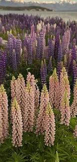 Field of purple and pink lupines by a lake with mountains in the background.