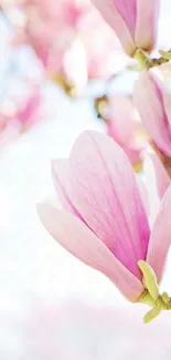 Pink magnolia flower on a soft, light background.