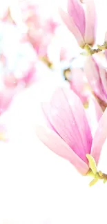 Delicate magnolia blossoms with a soft pink hue on a light background.