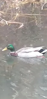 A mallard duck gliding on a peaceful pond with soft reflections.