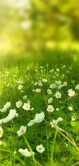 Sunlit green meadow with white blossoms and serene ambience.