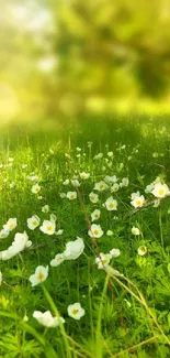 A serene meadow with green grass and white flowers under sunlight.