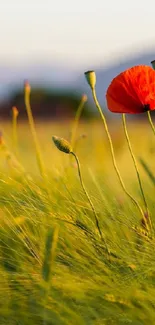 Green meadow with a vibrant red poppy.