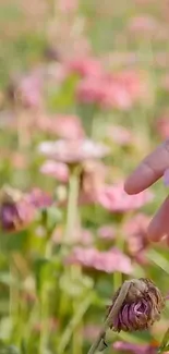 Hand touching pink flowers in a peaceful meadow.