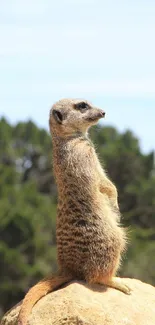 Vigilant meerkat perched on a rock against a forest backdrop.