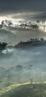 Misty forest landscape with hills and trees in a serene view.