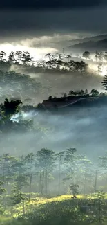 Misty forest landscape with lush greenery and fog enveloping the treetops.