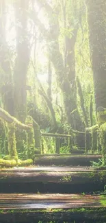 Serene misty forest pathway with lush greenery.