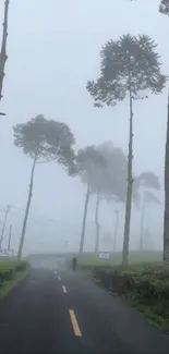 Misty forest road with tall trees fading into fog.