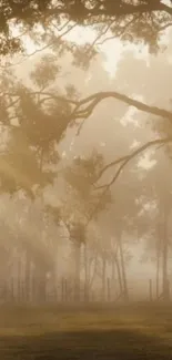 Misty forest with golden sunrise creating tranquil atmosphere.