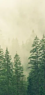 Misty green forest wallpaper with tall trees and serene atmosphere.