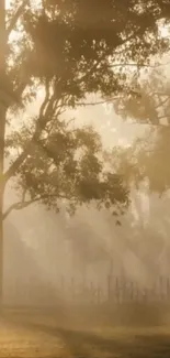 Misty forest with sunlight filtering through the trees, creating a serene atmosphere.