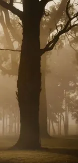 Misty forest landscape with trees in warm light.