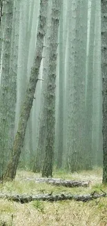 Misty forest with tall trees and soft green hues.