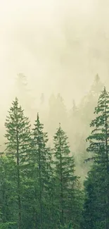 Misty green forest with tall trees enveloped in fog.