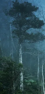 Misty forest with tall trees and lush green undergrowth.