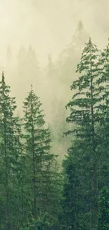 Misty forest wallpaper with lush green trees.