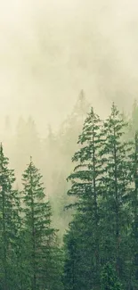 Misty green forest wallpaper with pine trees in fog.