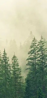 Misty forest wallpaper with evergreen trees and soft fog ambiance.