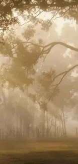 Misty forest scene with sunlight and trees casting soft shadows.