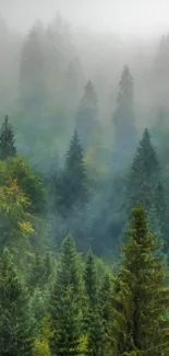 Misty forest with tall green trees and fog.