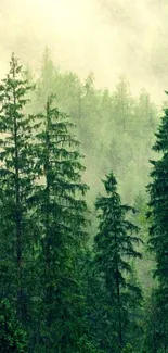 Misty forest with lush green trees and fog in a serene mobile wallpaper.