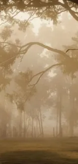 Serene misty forest with morning light filtering through trees.