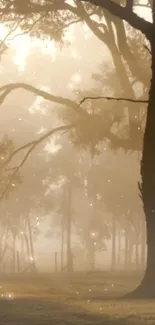 Misty forest with sunlight filtering through trees creates a serene ambiance.