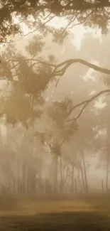 Misty forest with trees under a soft, warm glow.