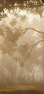 Misty forest at dawn with soft sunlight streaming through trees.