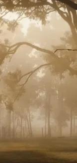 Misty forest with sunlight filtering through trees, creating a serene ambiance.