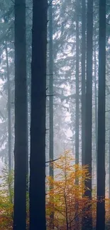 Misty forest with tall trees and autumn leaves in serene landscape.